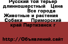 Русский той-терьер длинношерстный › Цена ­ 7 000 - Все города Животные и растения » Собаки   . Приморский край,Партизанск г.
